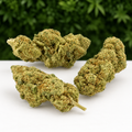 Citron Noire CBD